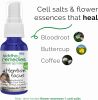 Siddha Flower Essences - Attention & Focus For Kids - Homeopathic Oral Spray for Children, Natural Non GMO, Age Two Plus - 1 Fl Oz