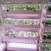 120Pcs Seed Pod Kit Hydroponic Garden Growing Containers Grow Anything Kit with 30Pcs Baskets 30Pcs Lids 30Pcs Sponged 30Pcs Stickers