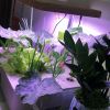 120Pcs Seed Pod Kit Hydroponic Garden Growing Containers Grow Anything Kit with 30Pcs Baskets 30Pcs Lids 30Pcs Sponged 30Pcs Stickers